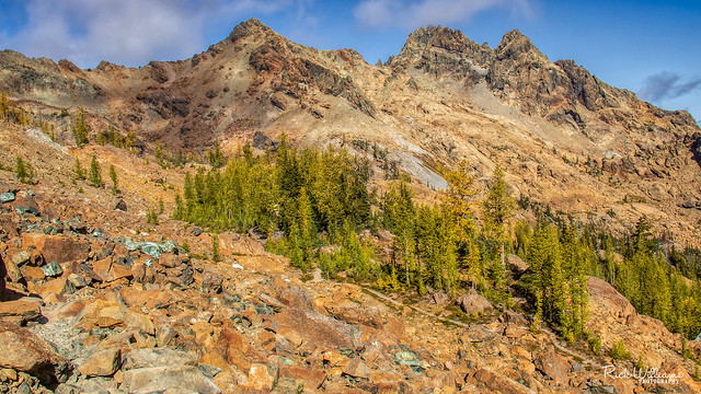 Larch Trees And Mountain Goats