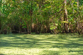 Honey Island Swamp