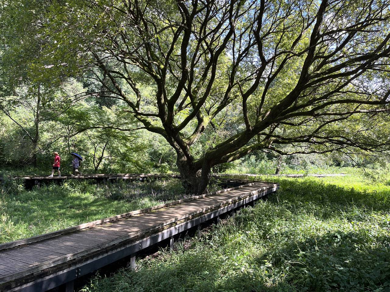 【東京】野川公園・自然観察園の木道