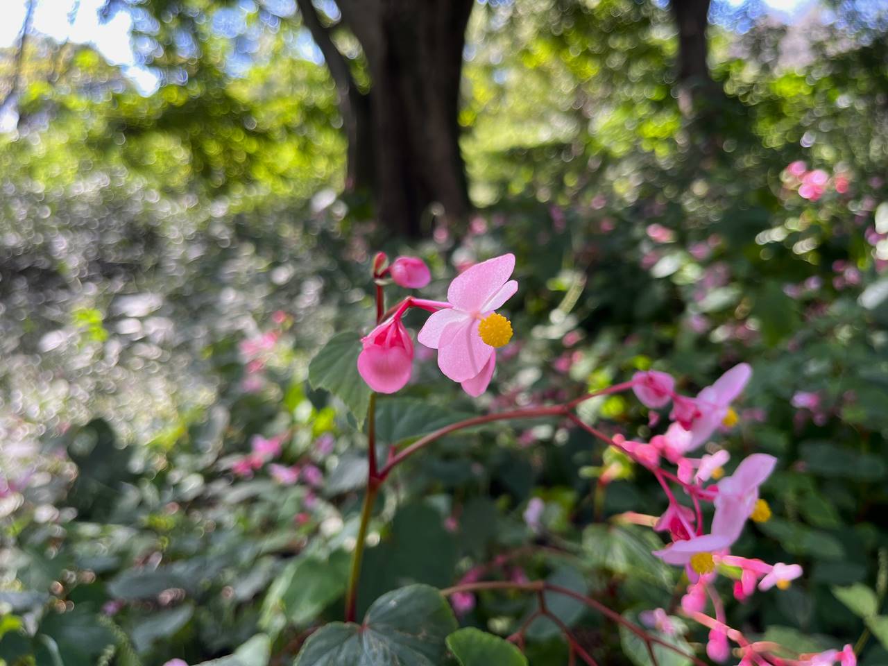 【東京】野川公園の秋の花