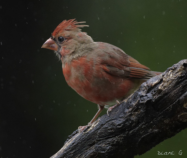 Juvenile Male Cardinal