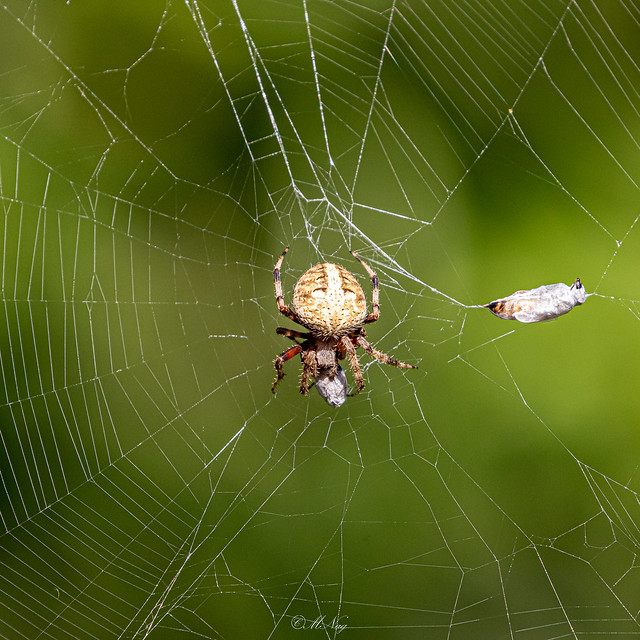 Spotted Orb weaver