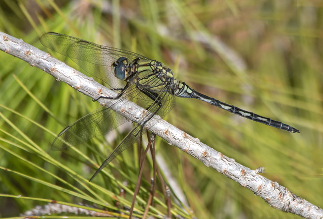 Pronged Clubtail Dragonfly