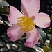 Sasanqua Camellia.
