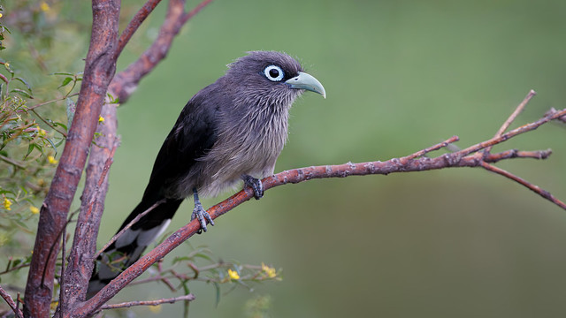 A Blue Faced Malkoha foraging in the morning