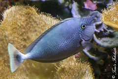 Schu00e4rpen-Nasendoktorfisch (Naso brevirostris)