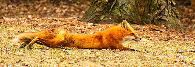Laying Out:  Red Fox