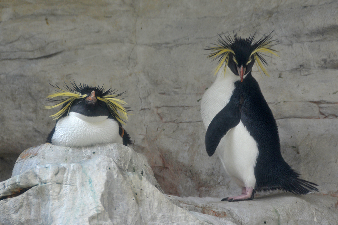 wien_schonbrunn_zoo_pingviinit
