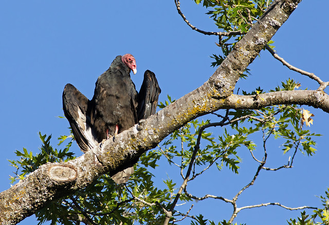Turkey Vulture in the morning sun
