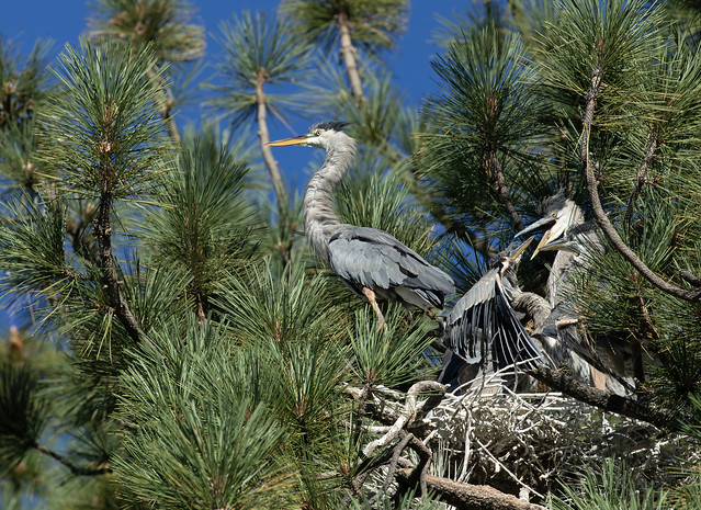 Great Blue Heron parent at nest with large nestlings