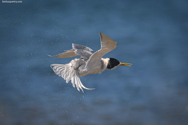 Greater Crested Tern: ...Hokey Pokey