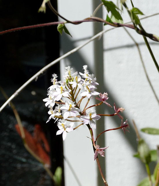 white Epidendrum Unknown from next door 8-23