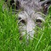 Deerhound eyes