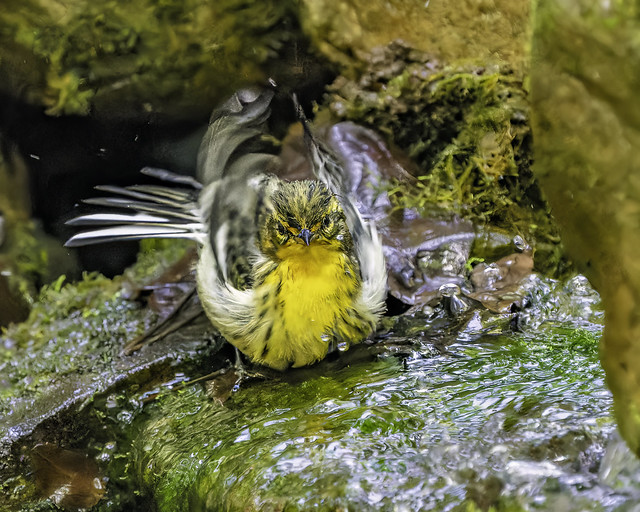 Blackburnian Warbler (3)