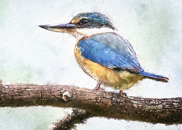 Sacred Kingfisher Watercolour 2023-09-18