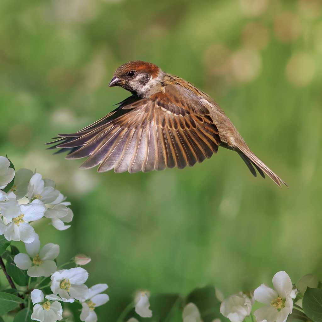Sparrow flying with wings spread out