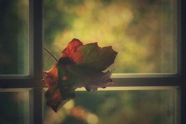 The Window on Fall