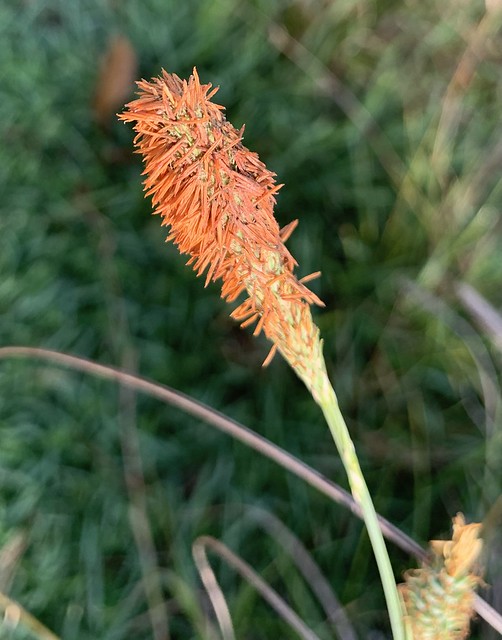 Orange, shaggy seeds fall away from the stalk
