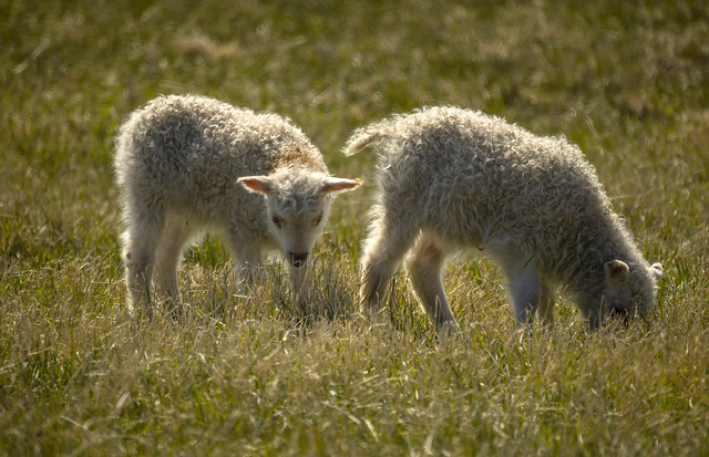 Icelandic lamb