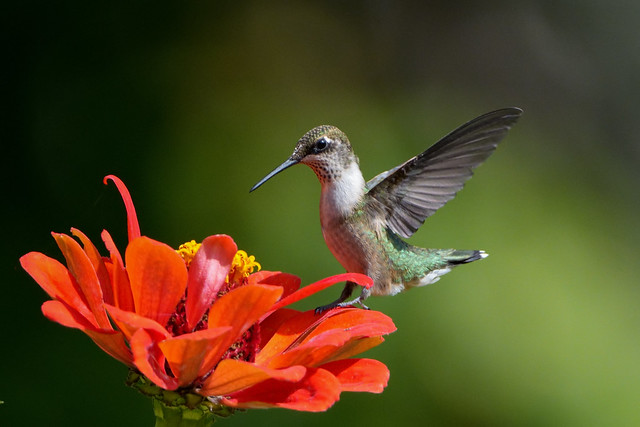 Juvenile ruby-throated hummingbird