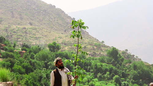 Afghanistan | Supporting rural communities of Kunar province through reforestation and agroforestry initiatives