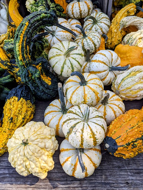 Woody Acres Gourds