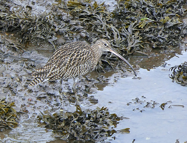 Curlew on the Eden