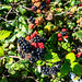 Blackberries ripening, south Devon roadside
