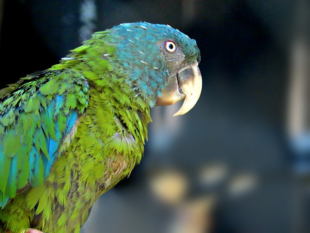 Blue-headed macaw