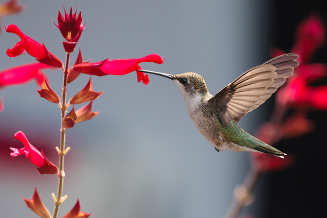 Female Hummingbird in flight