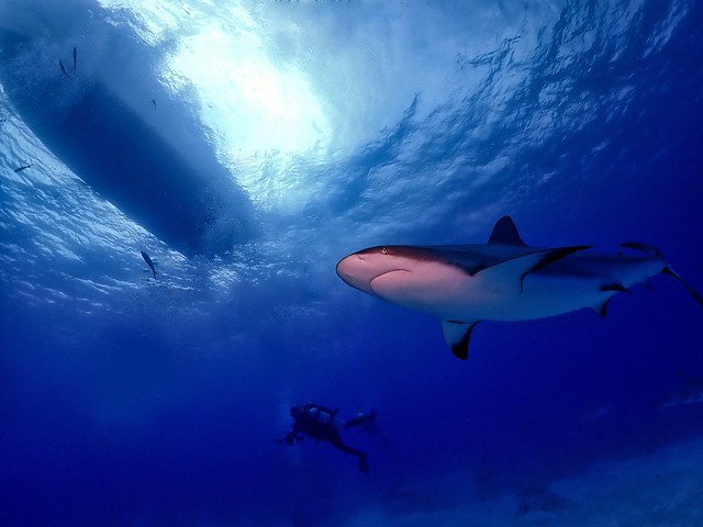 Caribbean Reef Shark, Key Largo, Florida