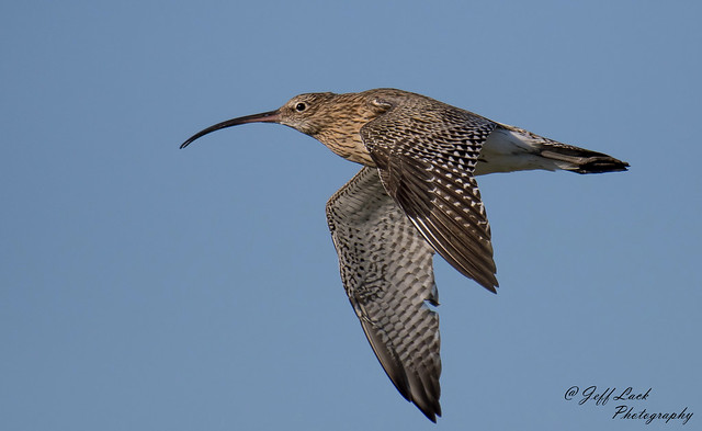 Curlew..