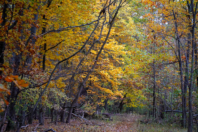 Fall in a NJ Nature Preserve