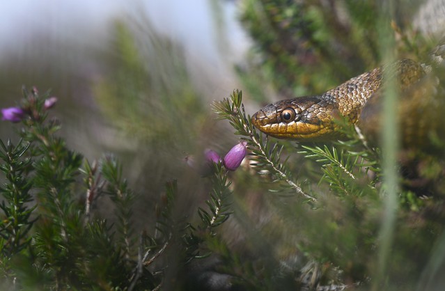 Smooth Snake (Coronella austriaca) male