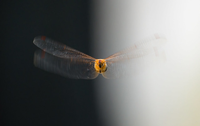 Dragonfly In Flight