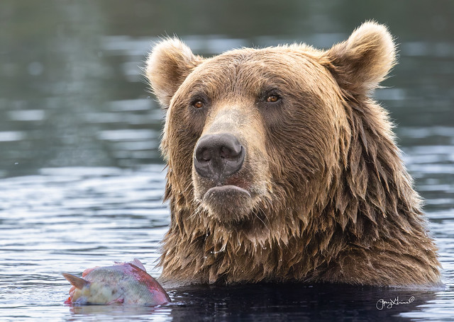 Bear: I do not approve!
