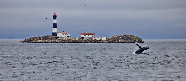 Breaching young Humpback whale in front of Race Rocks lighthouse