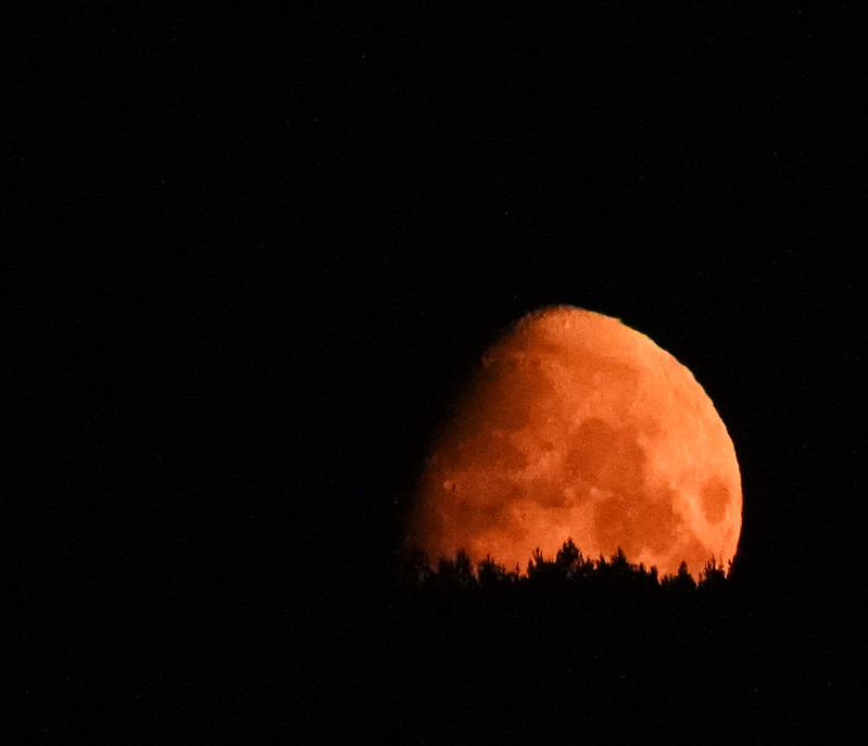 Reddish moon behind trees