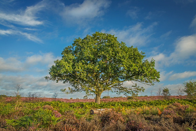 A tree on the heath