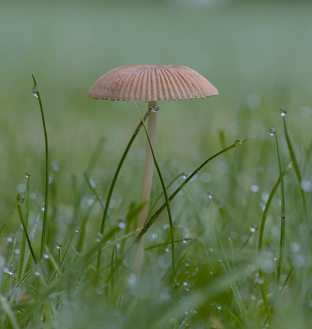 Mushroom in morning dew, Almelo