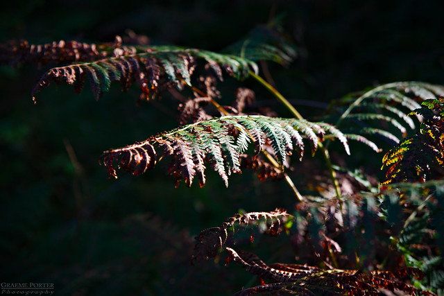 Fronds 4 - IMG_2928 - Edited