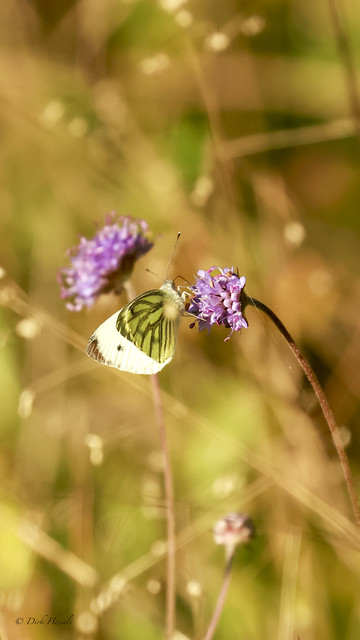 Cabbage Butterfly | Klein Koolwitje | Kleiner Kohlweissling, (Pieris rapae)