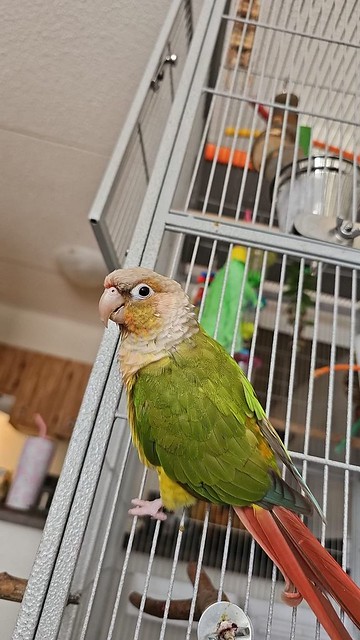 LOST fully flighted green cheek conure pineapple mutation bird #Braeside  Msg Dawn if sighted/found  Pls watch, share, help to locate JUPITER   PLEASE DO NOT APPROACH    2023-09-26T07:09:01.000Z by     original fb visitor post-click here https://bit.ly/3E