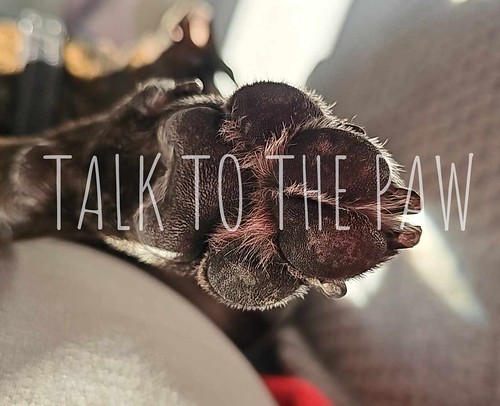 Paws for thought | by trotter2010
