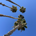 Palm trees at Harris Ranch Inn Coalinga, California