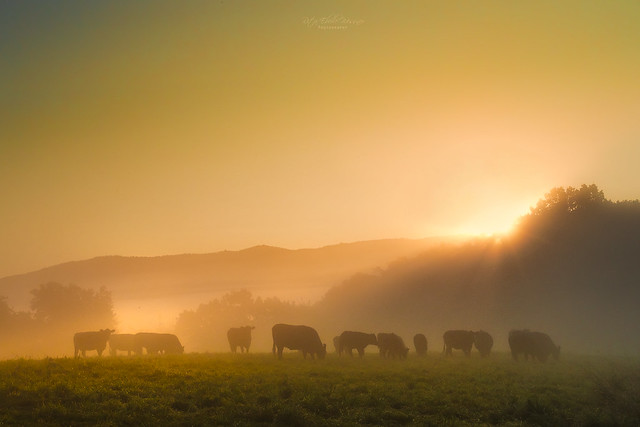 Rural foggy sunrise