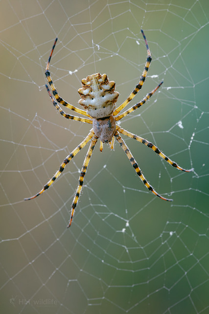 Lobed Argiope - Argiope lobata