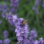 small bee at the Lavender Farm..