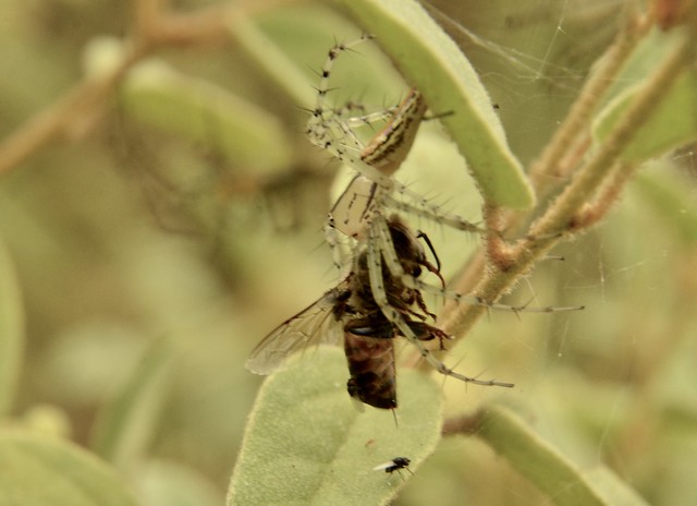 Oxyopidae peucelia rubrolineata (Lynx-spider) Aranha-lince  capturando abelha