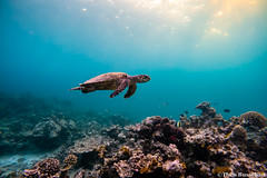 Eretmochelys imbricata - Hawksbill sea turtle